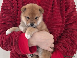 Shiba Inu cani 2 bellissime femmine rosse shiba inu disponibili - Annuncio 1