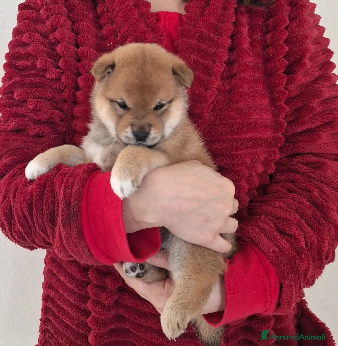 Shiba Inu cani in vendita: Ultima femmina rossa shiba inu disponibile - Annuncio 1