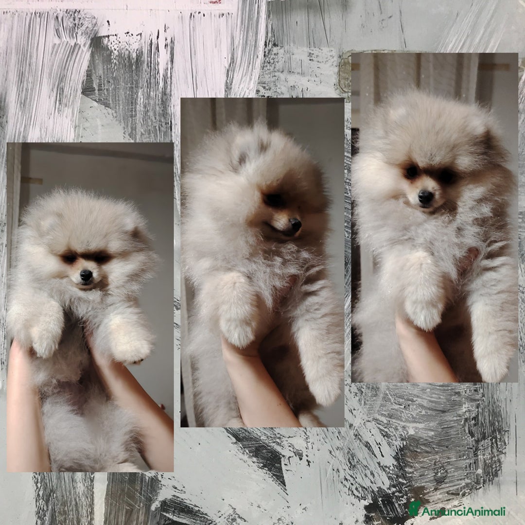 Volpino Pomerania cani in vendita: Cuccioli Spitz Tedesco Nano (Pomerania) a Provincia di Avellino - Immagine 4
