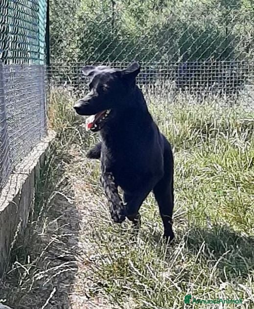 Meticcio cani ARON giovane,tranquillo ed equilibrato - Annuncio 1