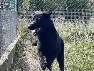 Meticcio cani ARON giovane,tranquillo ed equilibrato - Annuncio 1