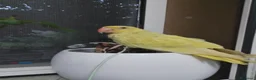 Meticcio cani in vendita: Parrochetto dal collare  - Annuncio 2
