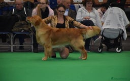Golden Retriever cani in vendita: In arrivo stupendi cuccioli di Golden Retriever  a Provincia di Alessandria - Immagine 2