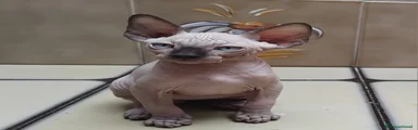Sphynx 1