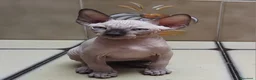 Sphynx gatti in vendita: Cuccioli di sphynx  - Annuncio 8