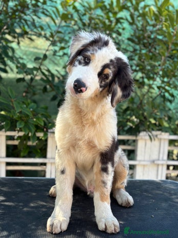 Australian Shepherd cani a Provincia di Vicenza - Annuncio 5
