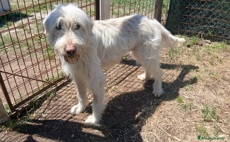Spinone cani a Città metropolitana di Roma Capitale - Annuncio 1