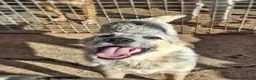 Meticcio cani in regalo: LIVIA 🩷 UN SORRISO CHE MERITA UNA CASA 😍 a Provincia di Forlì-Cesena - Annuncio 2