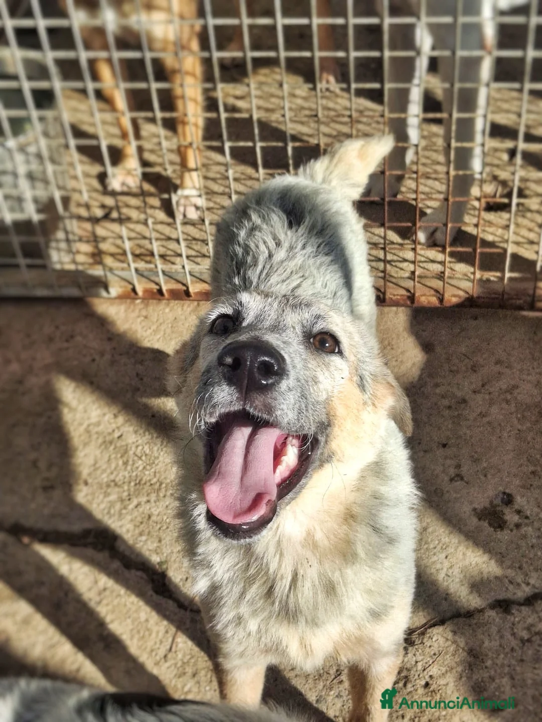Meticcio cani in regalo: LIVIA 🩷 UN SORRISO CHE MERITA UNA CASA 😍 a Provincia di Forlì-Cesena - Annuncio 2