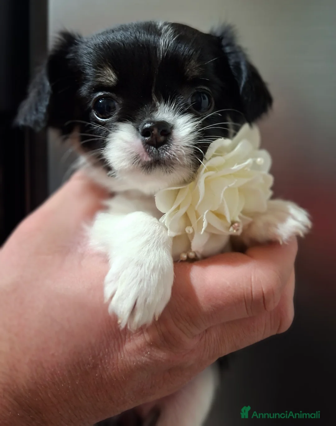 Chihuahua cani in vendita: Chihuahua pelo lungo  - Annuncio 13