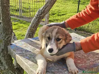 Altre razze cani STELLA BOB E LISA - Annuncio 4