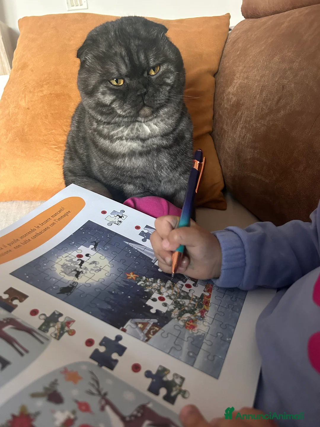 Scottish gatti per accoppiamento: Fluffy cerca fidanzata - Annuncio 2