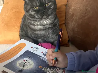 Scottish gatti Fluffy cerca fidanzata - Annuncio 2