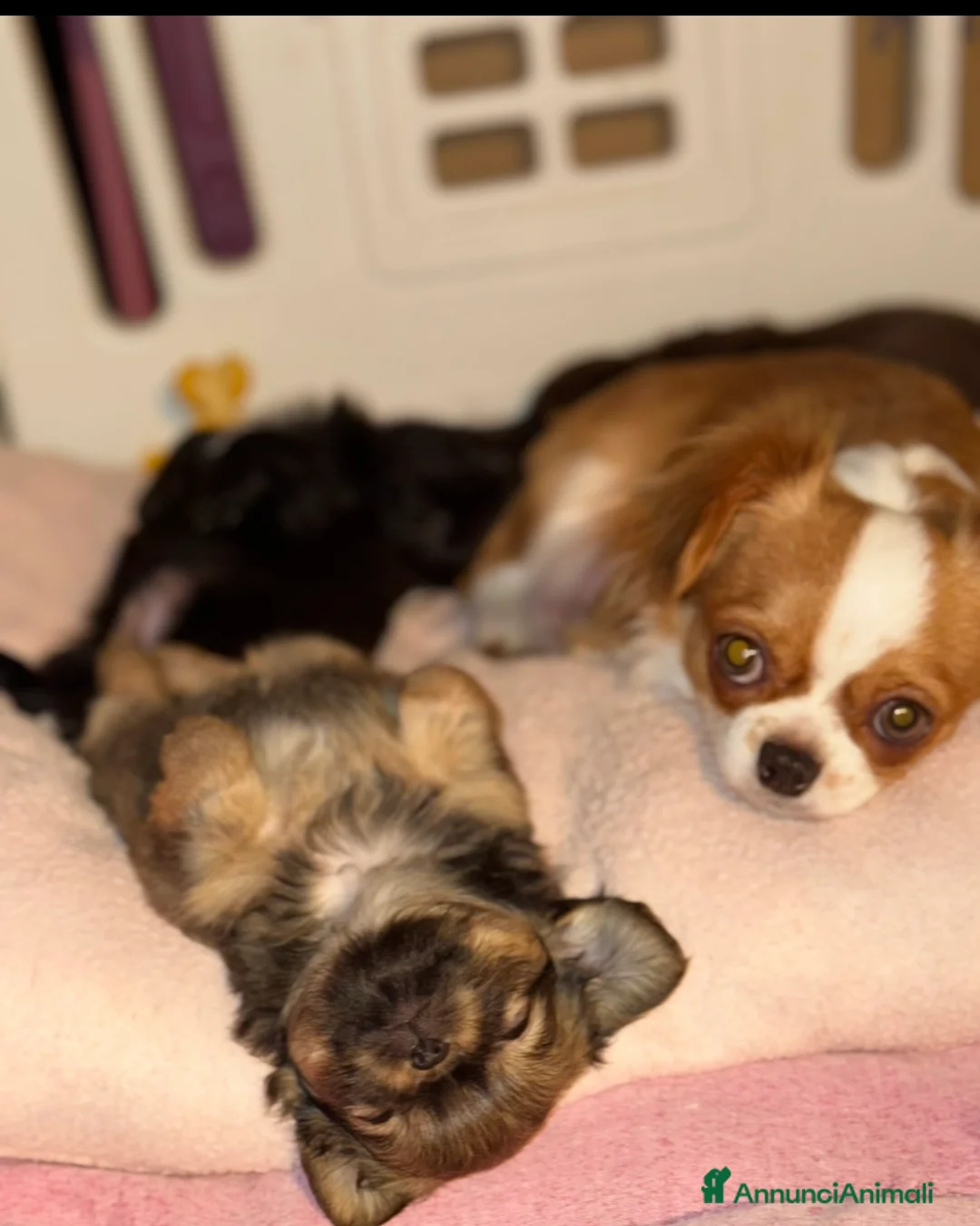 Chihuahua cani in vendita: Chihuahua mini - Annuncio 2