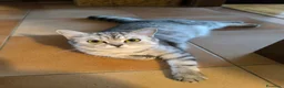 Scottish gatti in vendita: Gattina scottish straith  a Provincia di Treviso - Annuncio 1