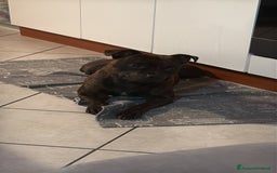 Staffordshire cani per accoppiamento: Cerco Staffordshire femmina per accoppiamenro - Immagine 4