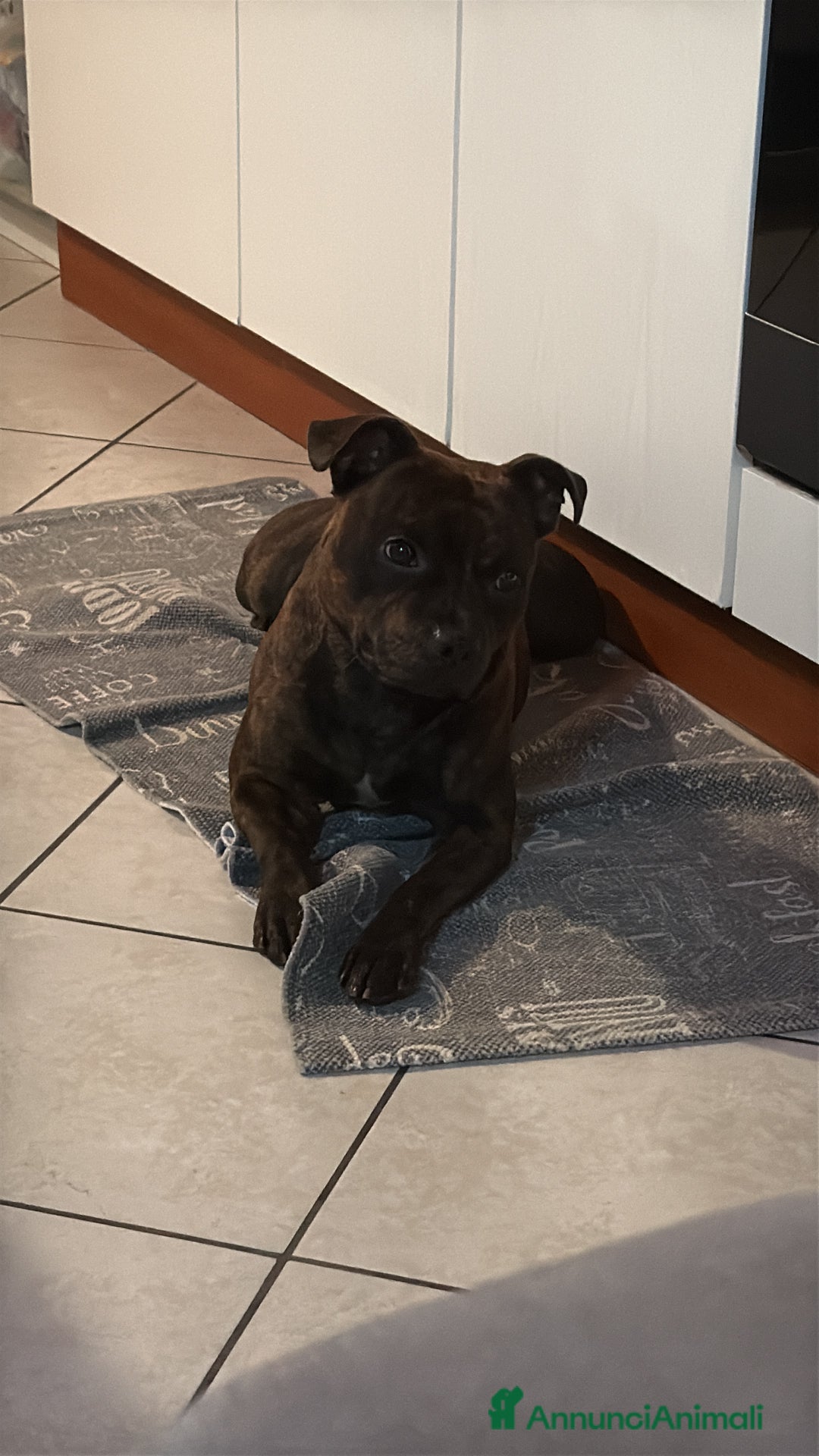 Staffordshire cani per accoppiamento: Cerco Staffordshire femmina per accoppiamenro - Immagine 4