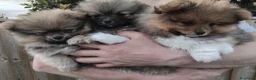 Volpino Pomerania cani in vendita: Bellissimi Cuccioli di Pomerania  a Città metropolitana di Milano - Annuncio 15