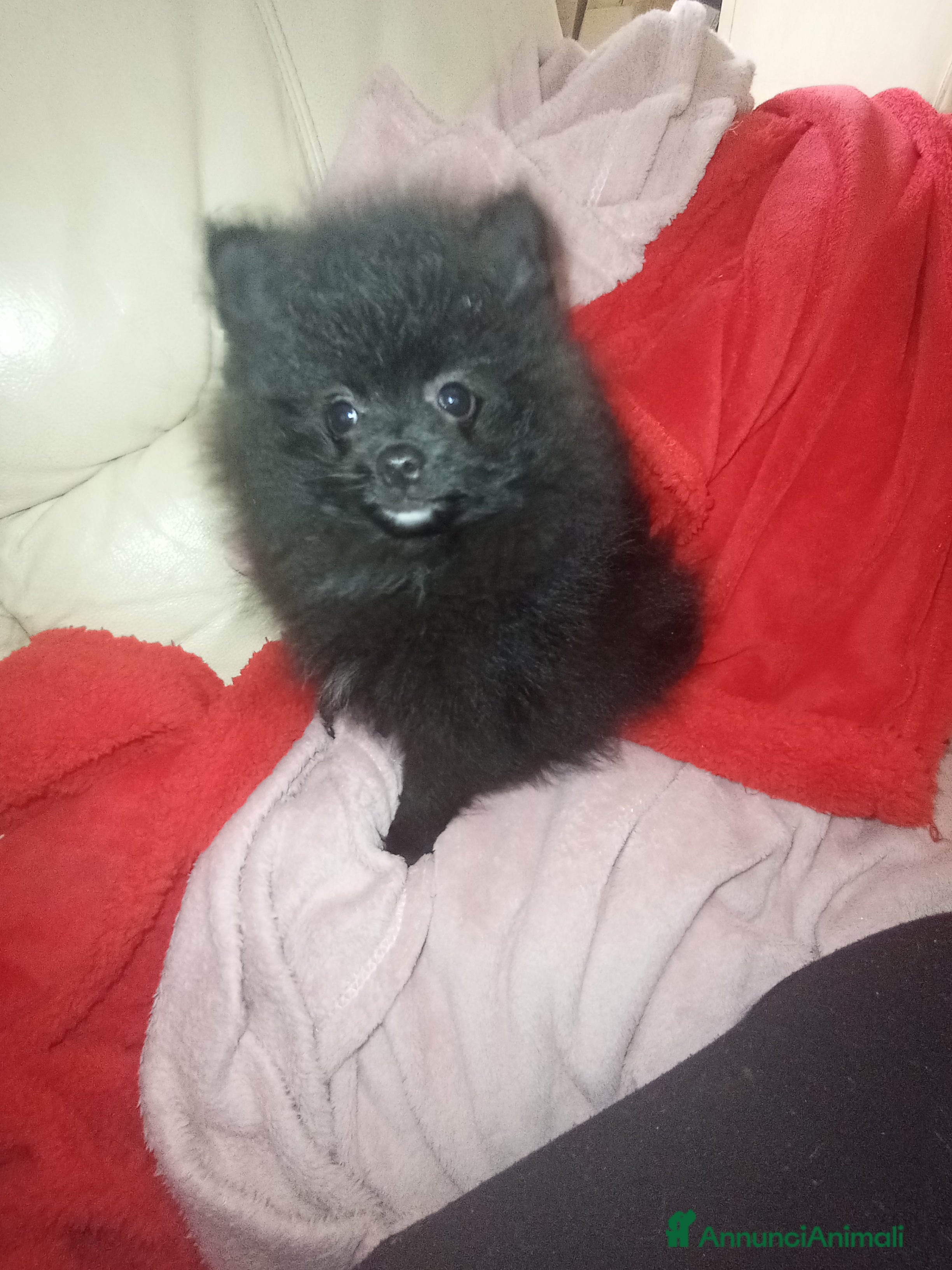 Spitz cani Spitz tedesco di Pomerania  - Annuncio 1