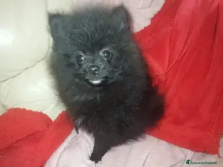 Spitz cani Spitz tedesco di Pomerania - Annuncio 1