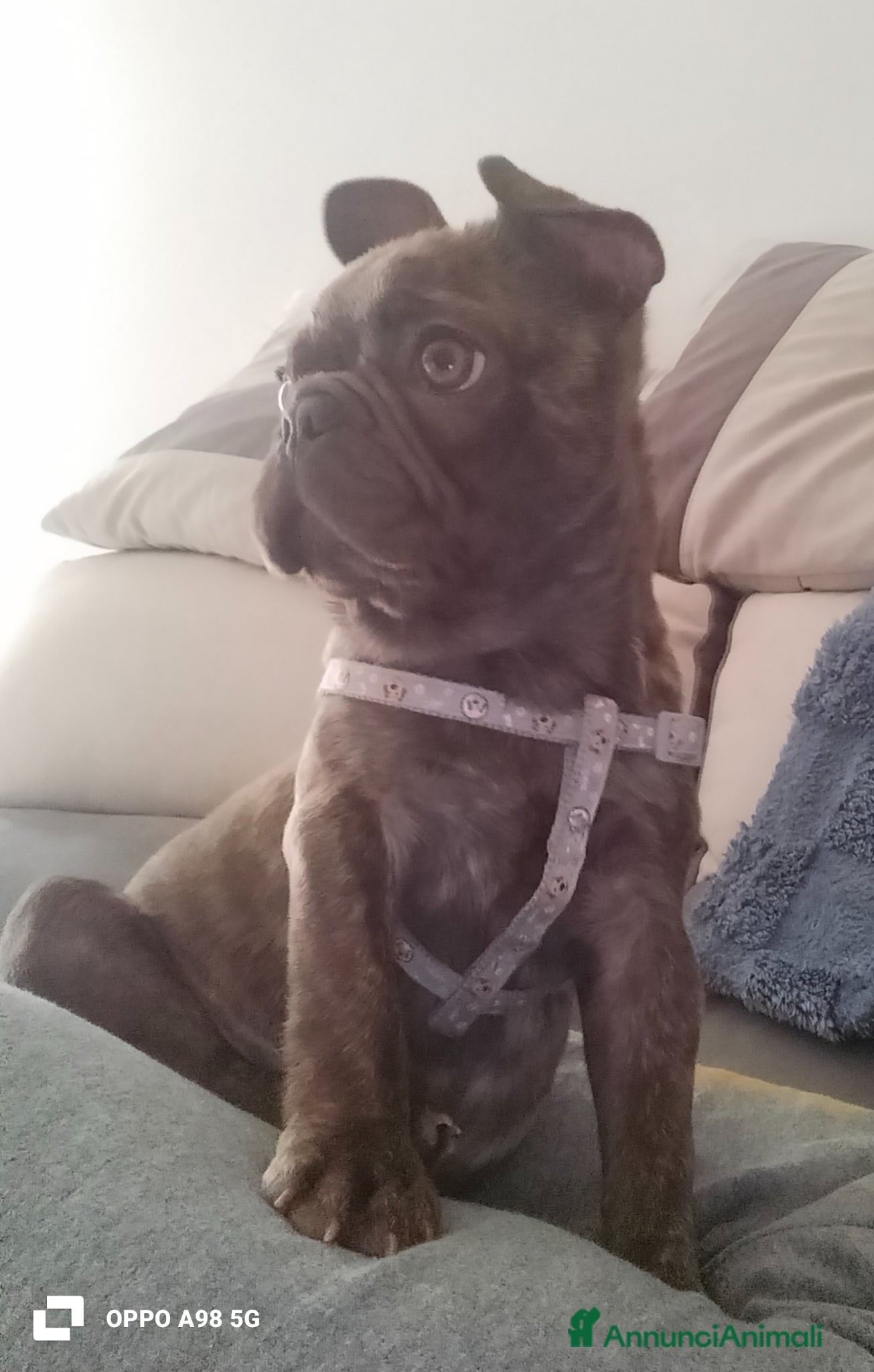 Bulldog Francese cani Cucciola bulldog francese  - Annuncio 1