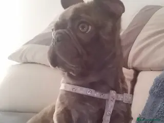 Bulldog Francese cani Cucciola bulldog francese - Annuncio 1