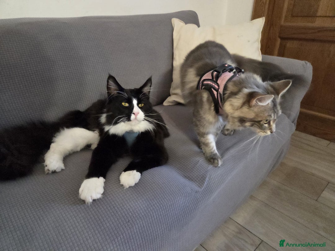 Maine Coon gatti in vendita: Vendo Cuccioli di Maine Coon - Annuncio 2