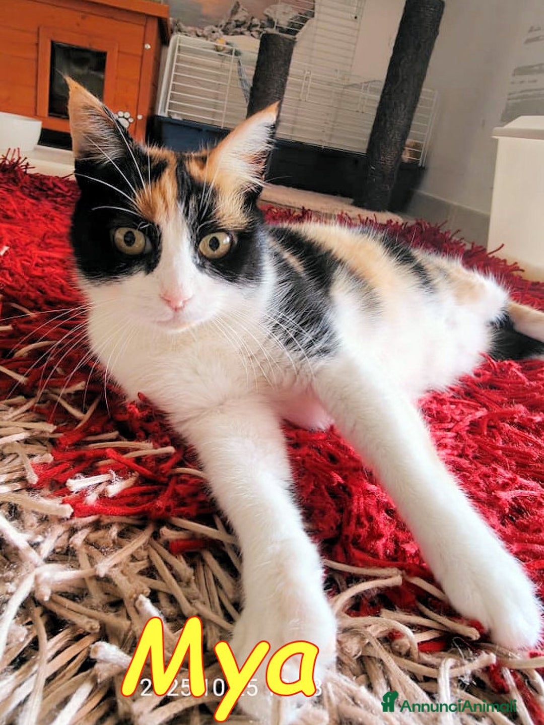 Europeo gatti in regalo: MYA DOLCISSIMA GATTINA AFFETTUOSA - Annuncio 2