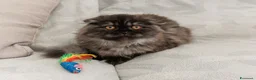 Scottish gatti in vendita: Gattina highland fold  - Annuncio 1