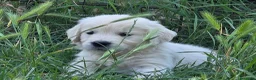 Golden Retriever cani in vendita: Disponibili cuccioli golden retriever - Annuncio 3