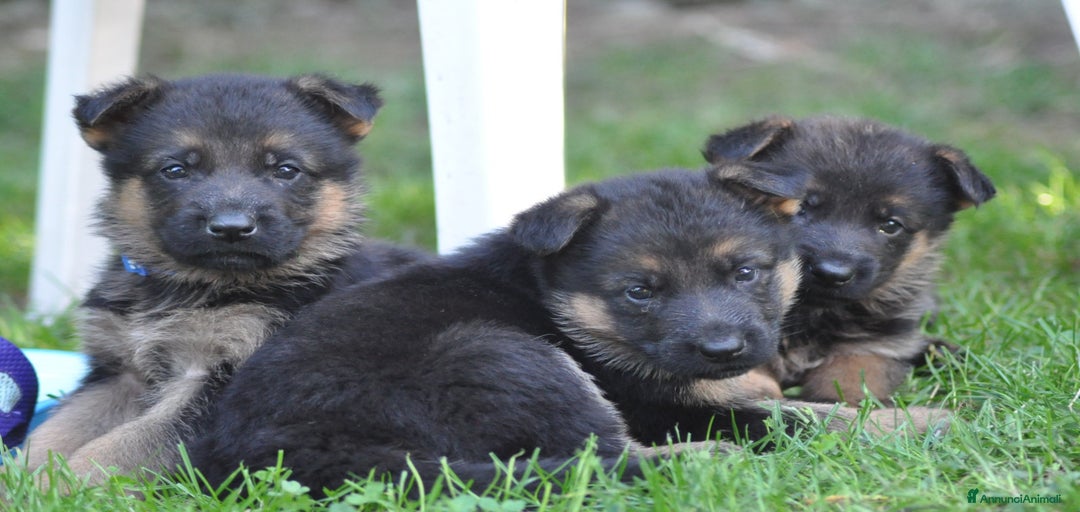 Immagine della galleria {{count}}