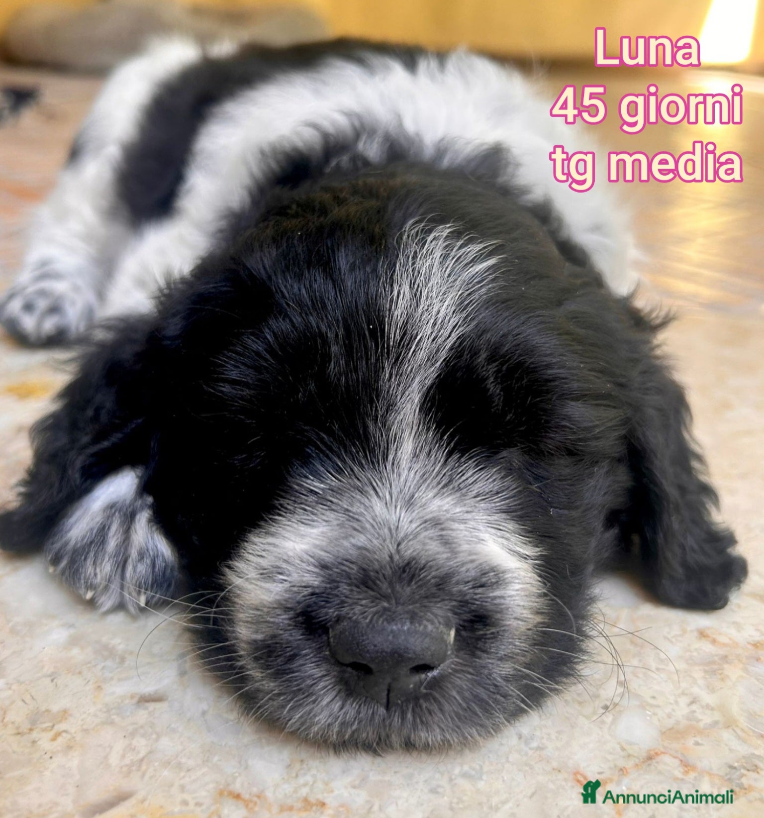 Meticcio cani TANTI CUCCIOLI SOLI - Annuncio 1