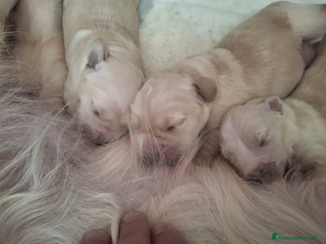 Golden Retriever cani in vendita: Cuccioli di Golden Retriever con Pedegree ENCI  - Annuncio 10