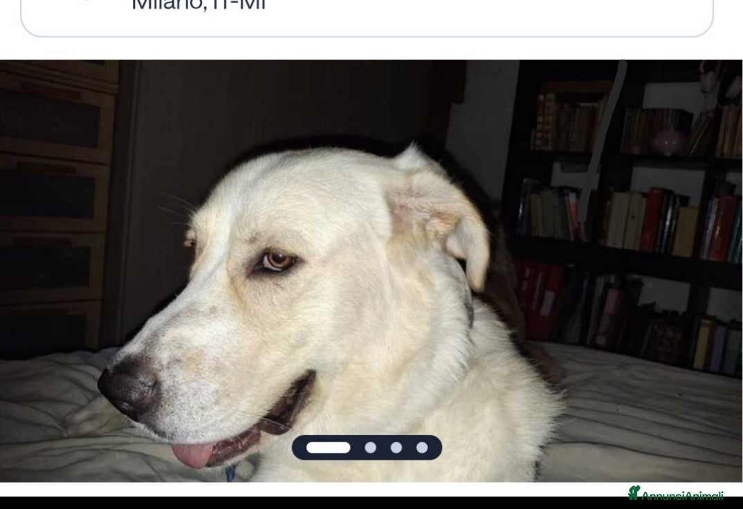 Meticcio cani Lord quasi 2anni PADRONE DECEDUTO.MILANO URGENTEE  - Annuncio 1