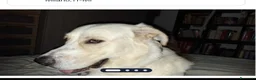 Meticcio cani in regalo: Lord quasi 2anni PADRONE DECEDUTO.MILANO URGENTEE  - Annuncio 1