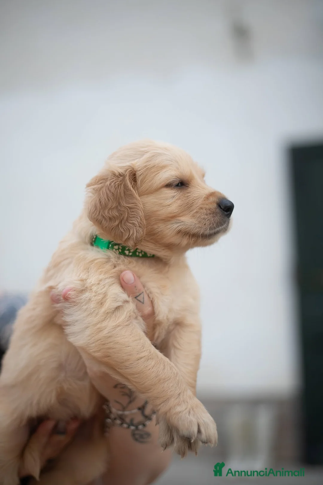 Golden Retriever cani in vendita: Cucciolo maschio Golden retriever - Annuncio 3