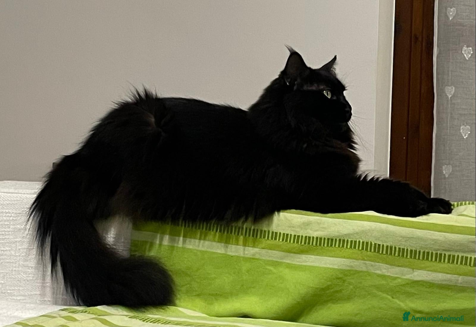 Maine Coon gatti Splendidi e coccoloni cuccioli maine coon pedigree - Annuncio 3