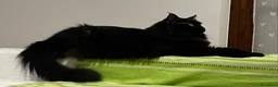 Maine Coon gatti in vendita: Splendidi e coccoloni cuccioli maine coon pedigree - Annuncio 1