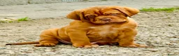 Dogue de Bordeaux cani in vendita: Dogue de Bordeaux CUCCIOLATA STRAORDINARIA  - Annuncio 15
