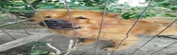 Chow Chow cani in regalo: Regalo Chow Chow  - Annuncio 1