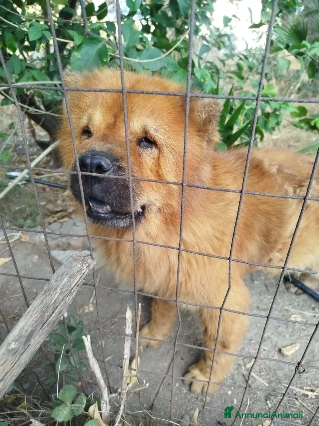 Chow Chow cani in regalo: Regalo Chow Chow  - Annuncio 1