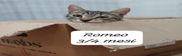 Europeo gatti in regalo: Tanti gattini desiderosi di trovare famiglia  a Provincia di Bergamo - Annuncio 6