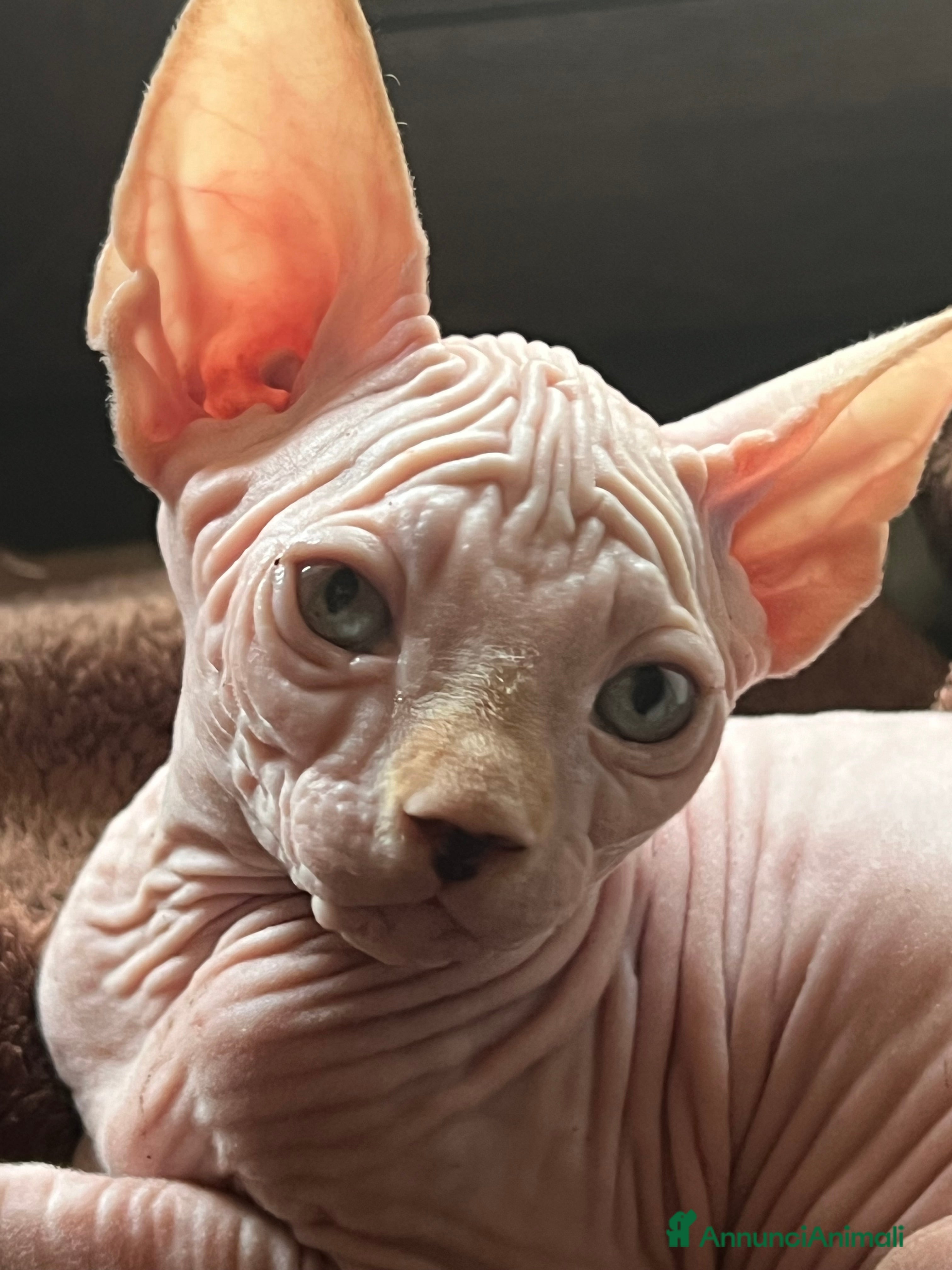 Sphynx gatti Sphynx  a Città metropolitana di Roma Capitale - Annuncio 1