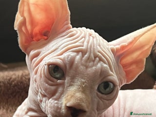 Sphynx gatti Sphynx a Città metropolitana di Roma Capitale - Annuncio 1