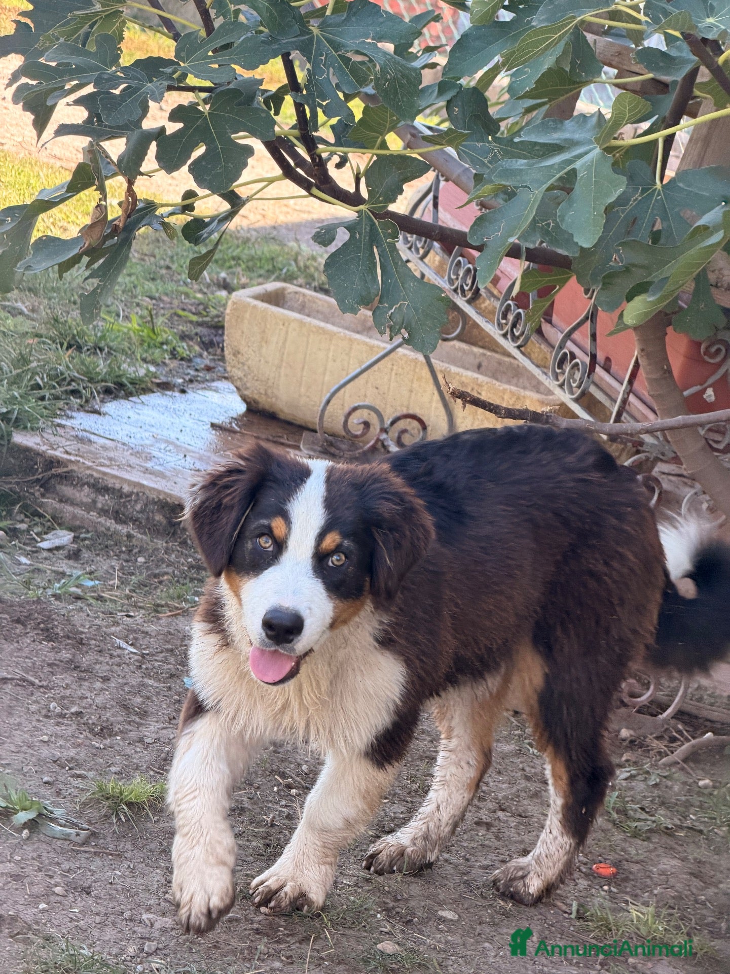 Australian Shepherd cani Cucciolo pastore asutraliano  - Annuncio 28