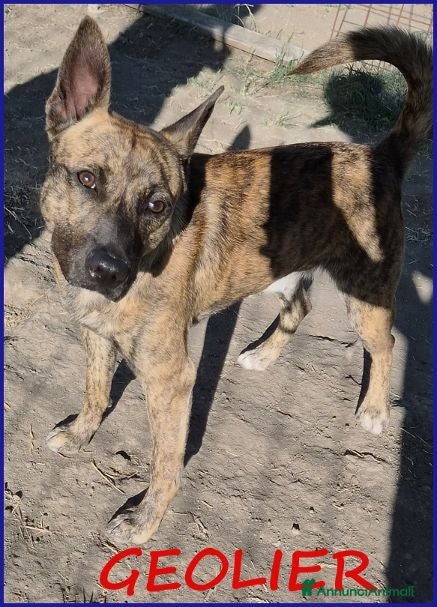 Meticcio cani GEOLIER aspettava chi l'ha abbandonato - Annuncio 5