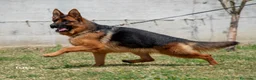 Pastore Tedesco cani in vendita: Allevamento di Terra Scura a Provincia di Salerno - Annuncio 23