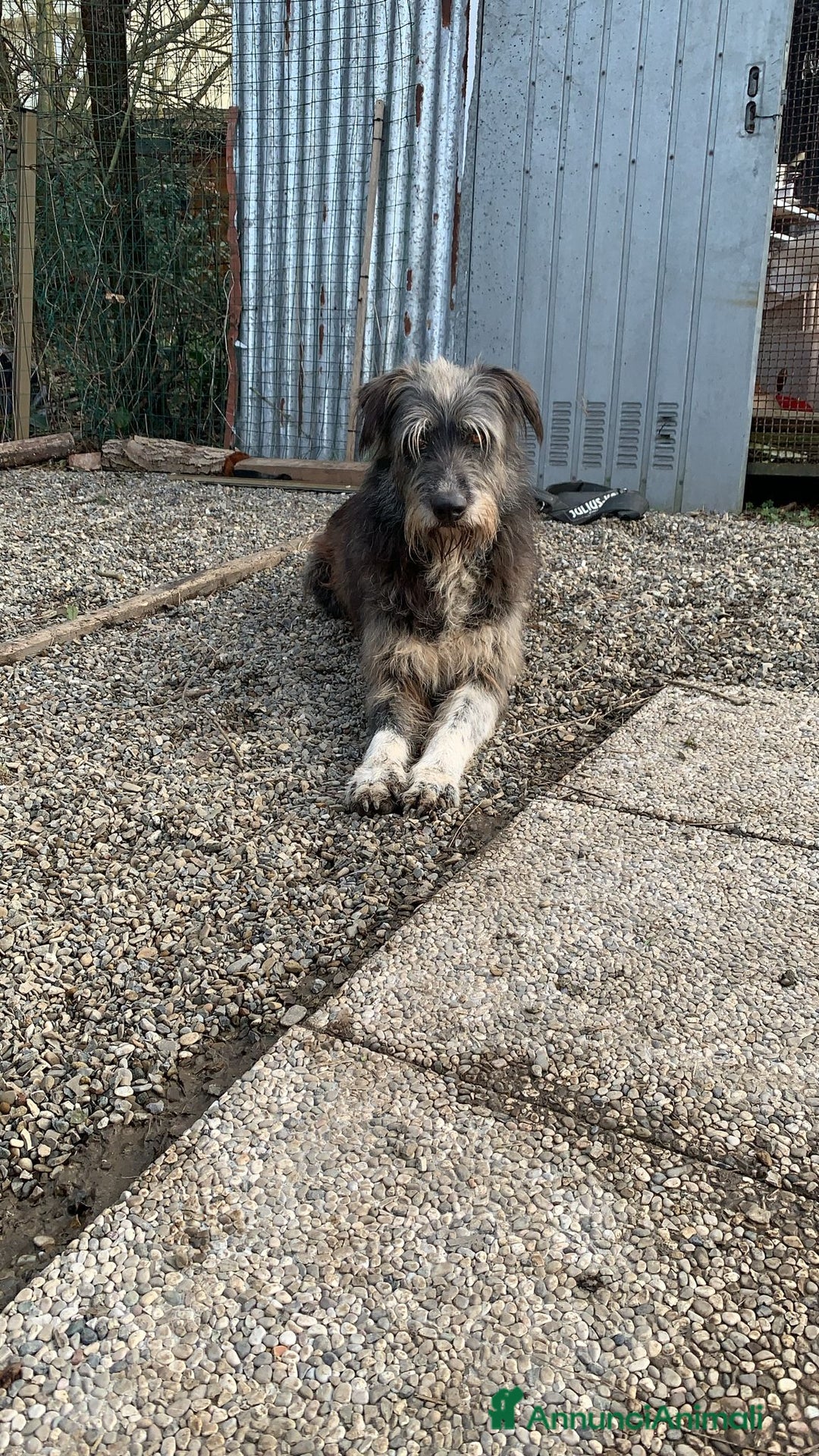 Meticcio cani in regalo: Benji un gigante affettuosissimo a Città Metropolitana di Milano - Annuncio 13