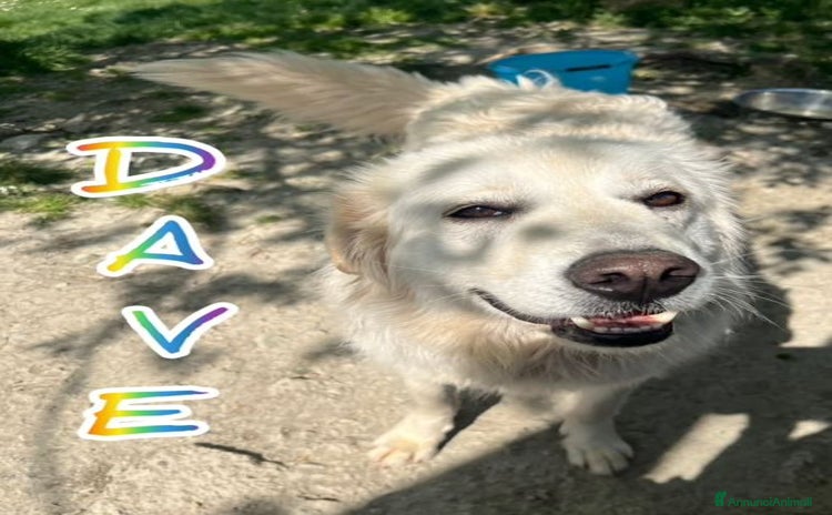 Pastore Maremmano cani a Provincia di Lucca - Annuncio 2