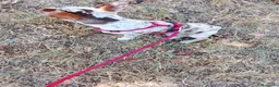 Chihuahua cani in vendita: Chiuahua merle - Annuncio 5